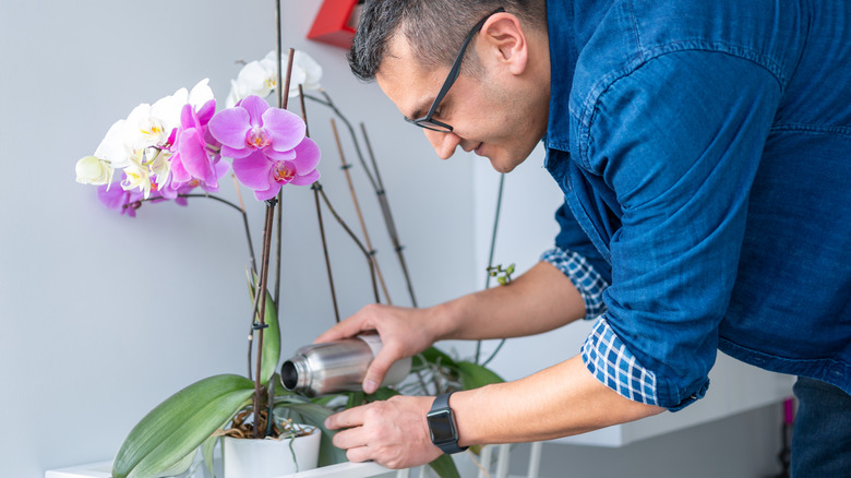 man giving orchids fertilizer 