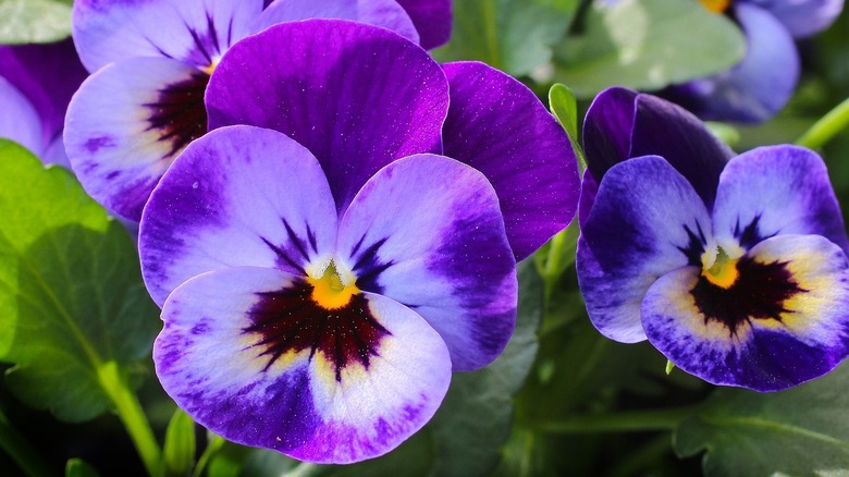 purple pansy flowers