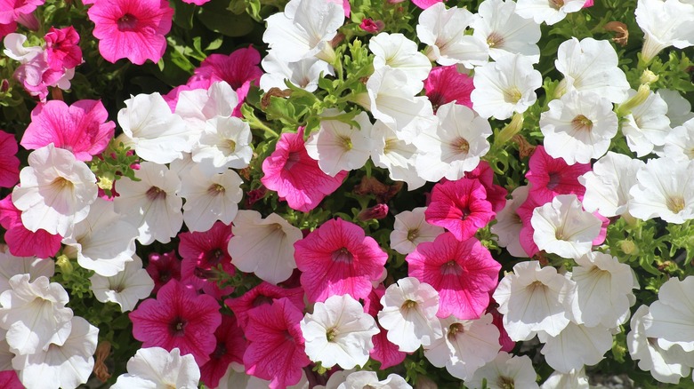 pink and white petunia flowers