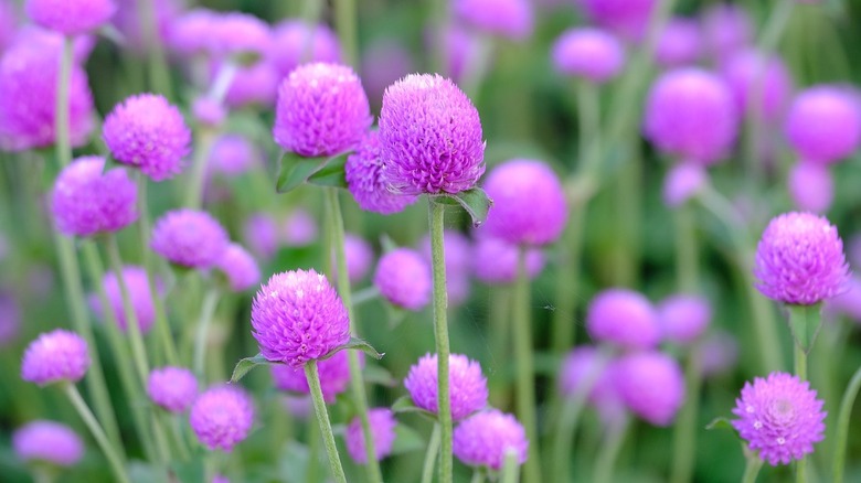 purple amaranth flowers