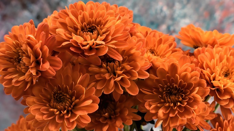 orange chrysanthemum flowers