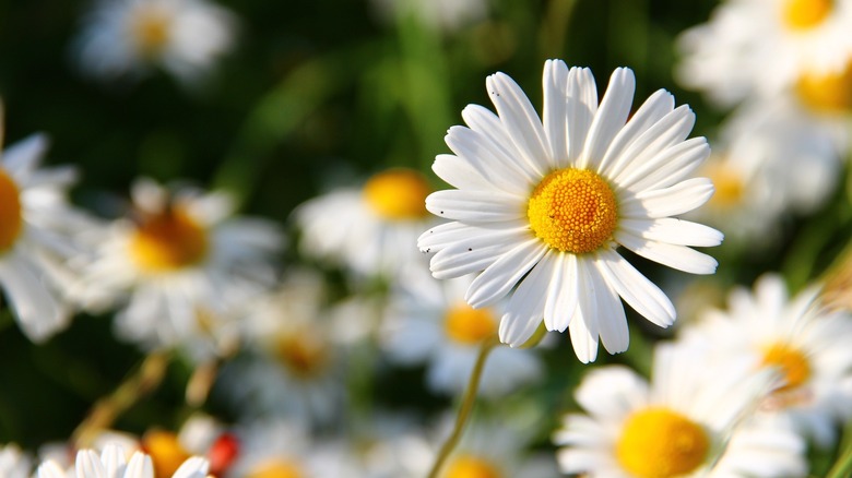 white daisey flowers