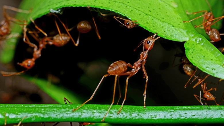 Ants chewing on leaves