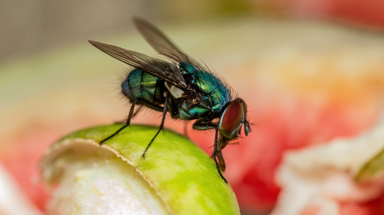Housefly on fruit or flower