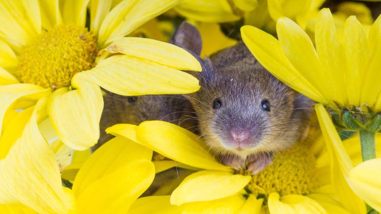 Mice hiding in yellow flowers