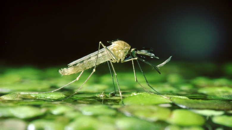 Mosquito on wet surface