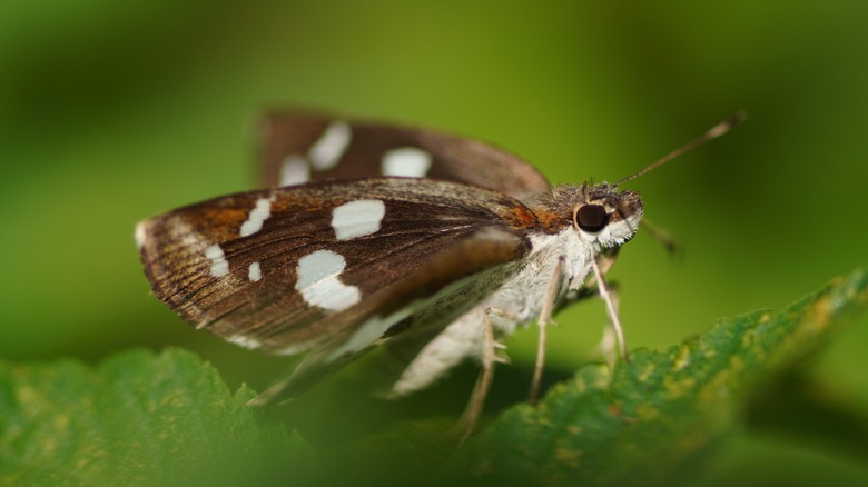 Brown moth on plant