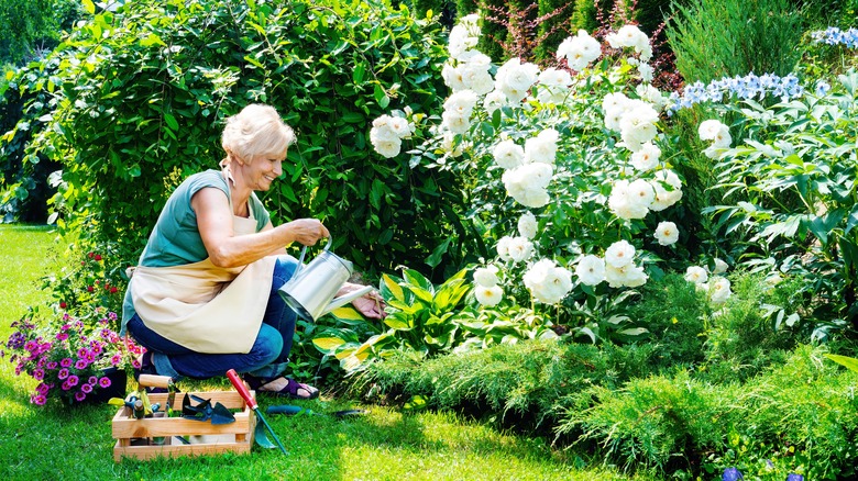 gardener watering roses