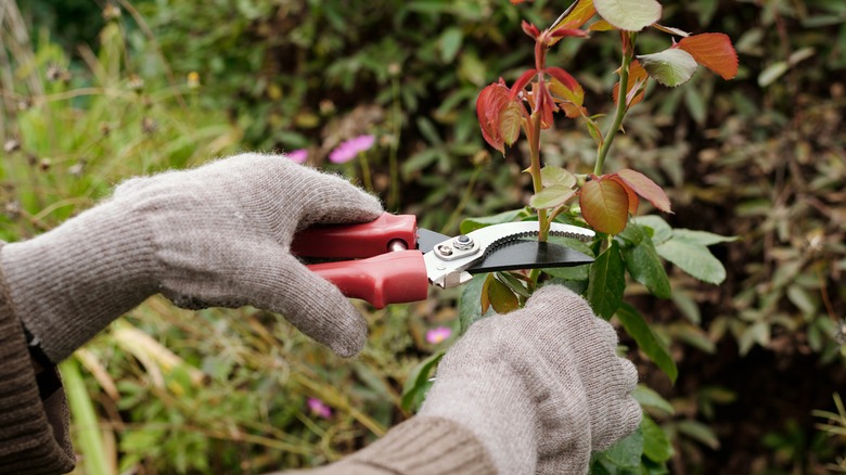 pruning rose bush