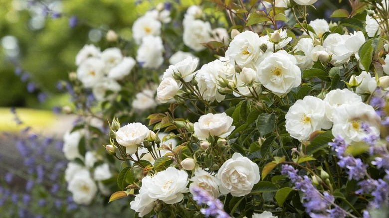 Nitty Gritty rose bush in bloom