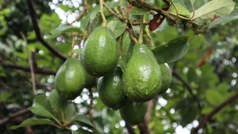 Healthy avocadoes hanging on a large tree