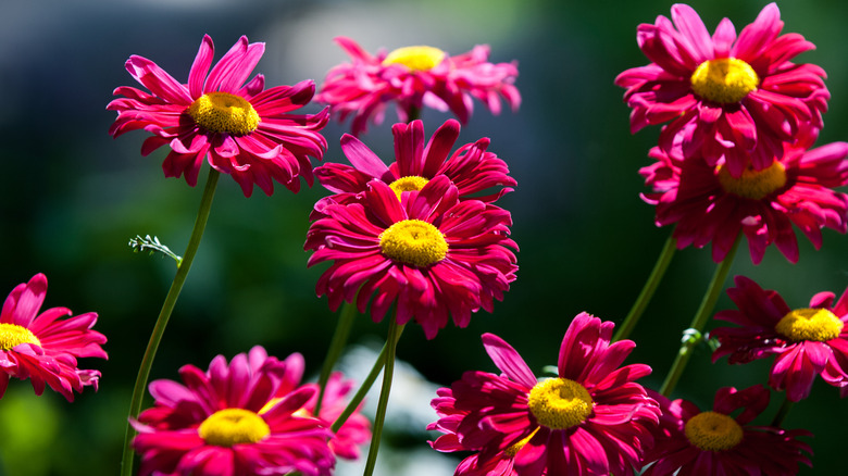 Pyrethrum daisies with pink petals