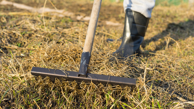 Person raking up dead grass