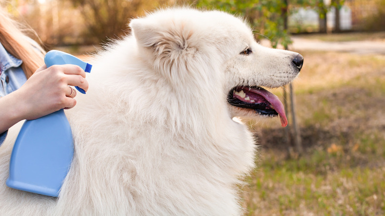 Girl spraying white samoyed husky