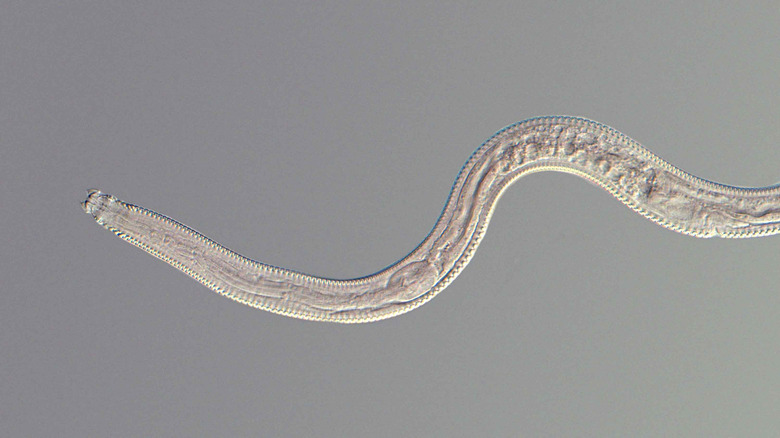 Microscopic image of a nematode