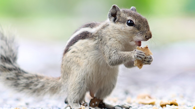 Palm squirrel eating food fragment