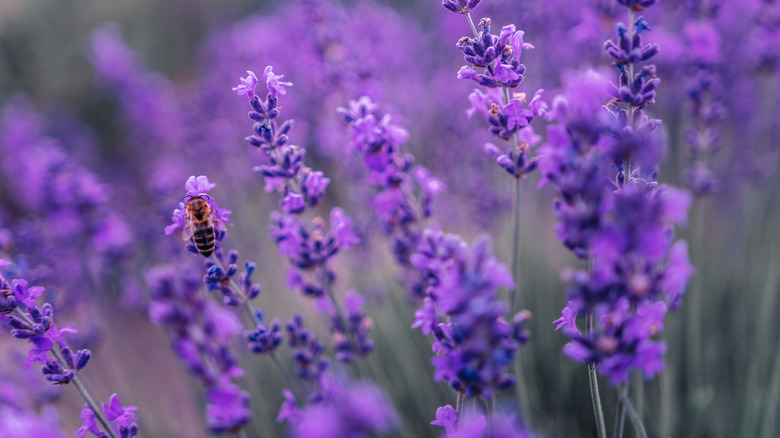 Close-up of numerous lavender flowers