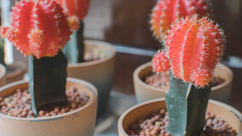 Four grafted cactus in pots