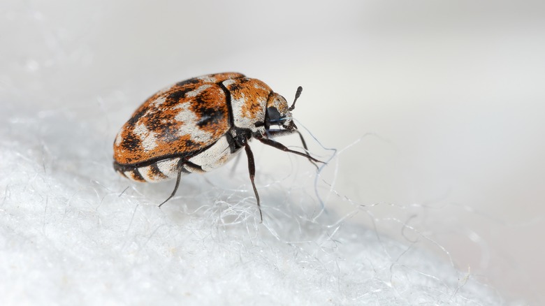 https://www.housedigest.com/img/gallery/these-popular-scents-will-keep-carpet-beetles-out-of-the-house/intro-1696953466.jpg