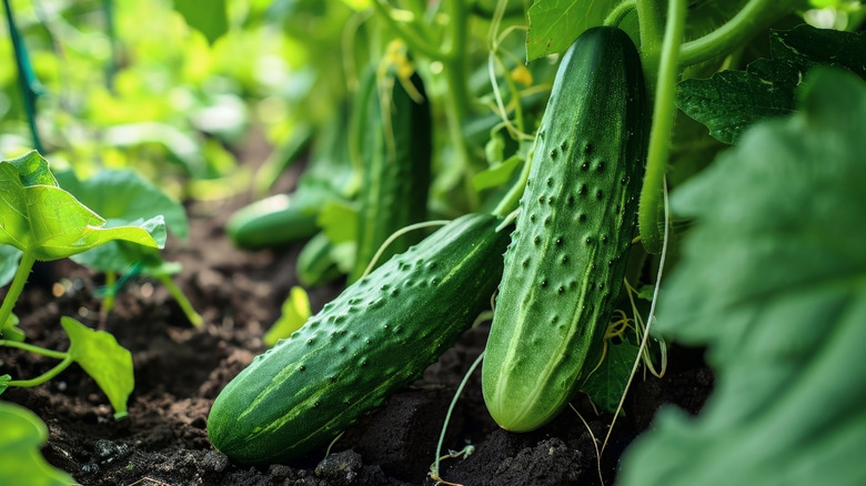 A healthy cucumber plant