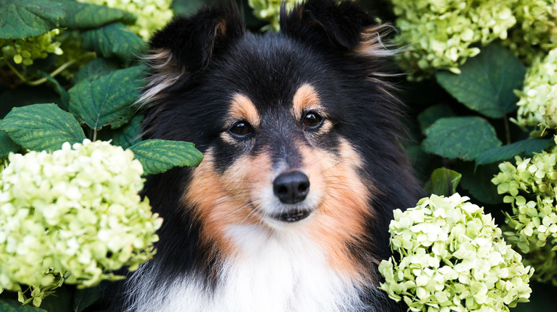 Dog in hydrangea bush