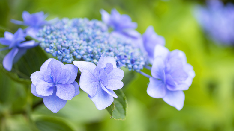 Closeup of lacecap hydrangea