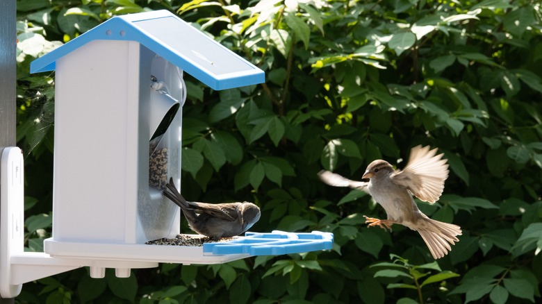 Birds eating from camera bird feeder