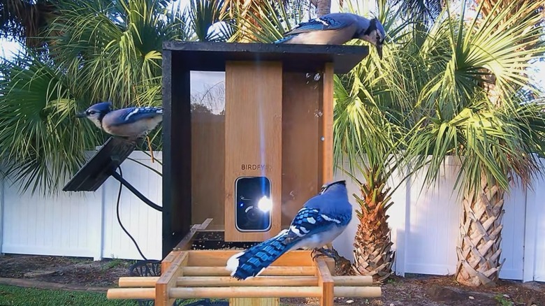 Blue jays on Birdfy feeder