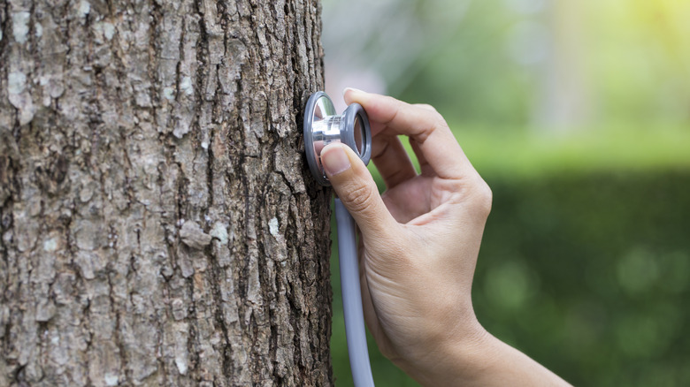 Using stethoscope to check tree health