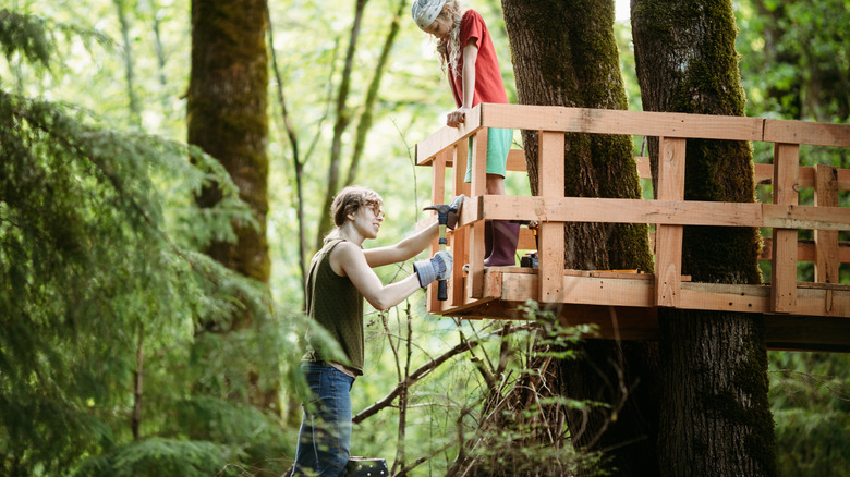 Building tree house along maple trees