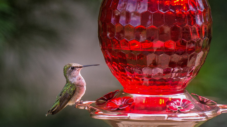 hummingbird on big red feeder