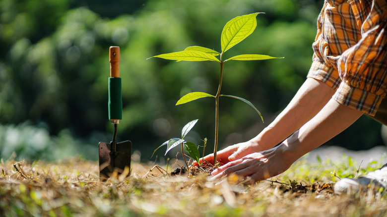 person planting a tree