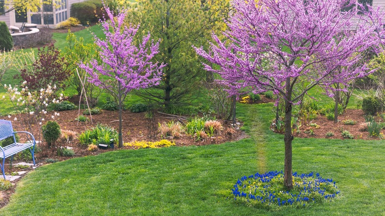 eastern redbuds in a landscape