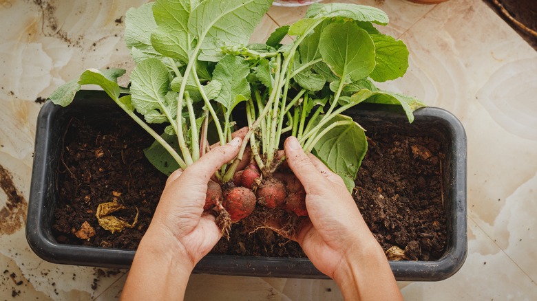 Harvesting radish from garden