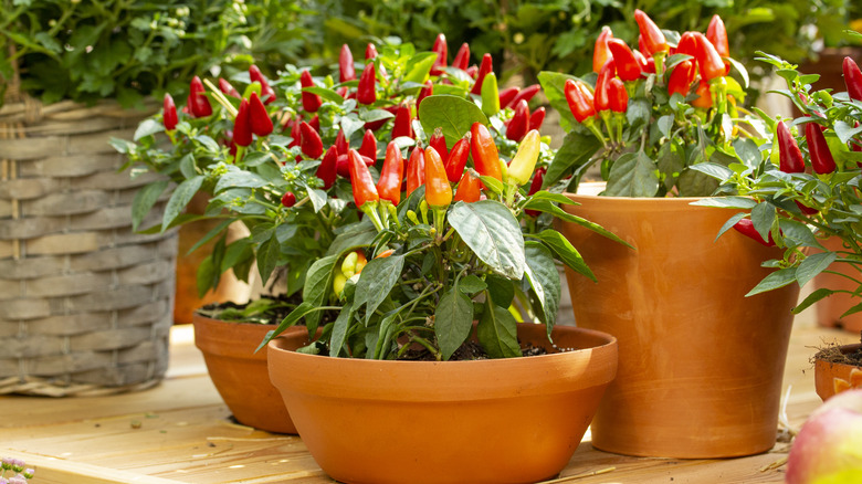 Peppers growing in containers