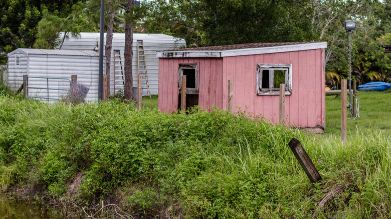 overgrown weeds by pink shed