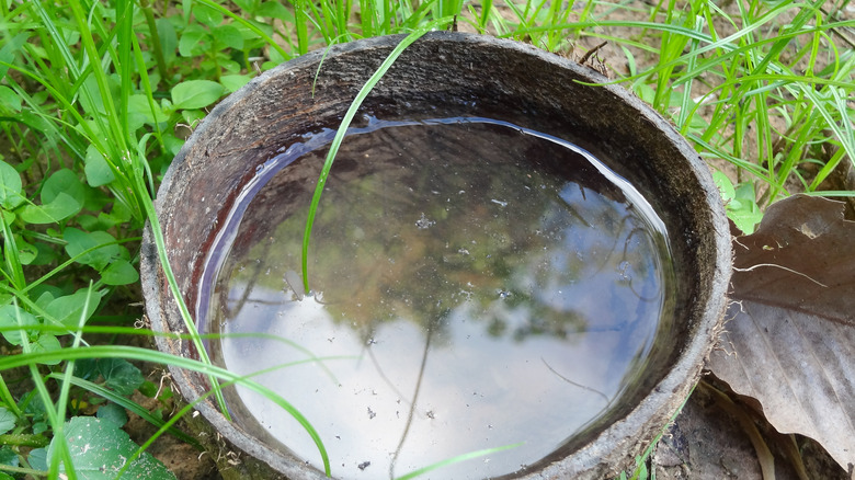 overgrown plants by stagnant water