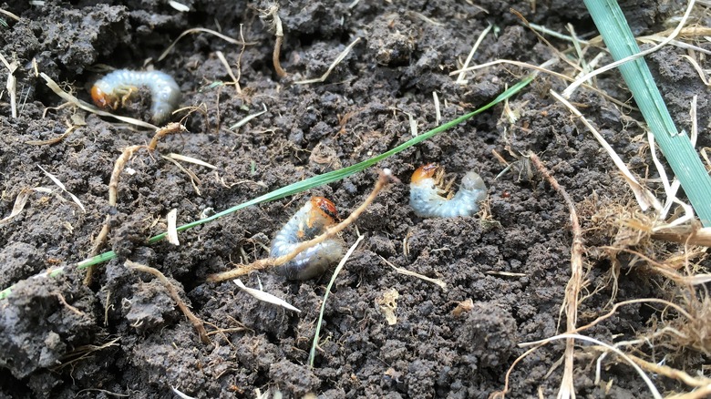 grubs in soil by roots