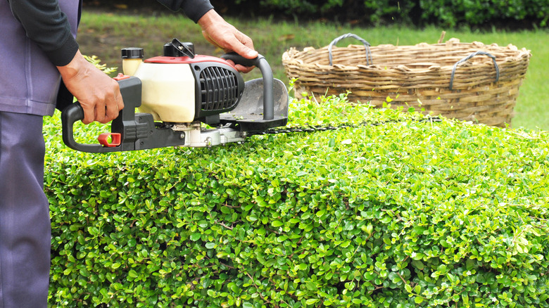 trimming shrubs with chain saw