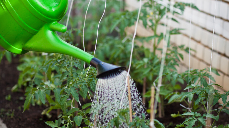 green watering can with nozzle attachment