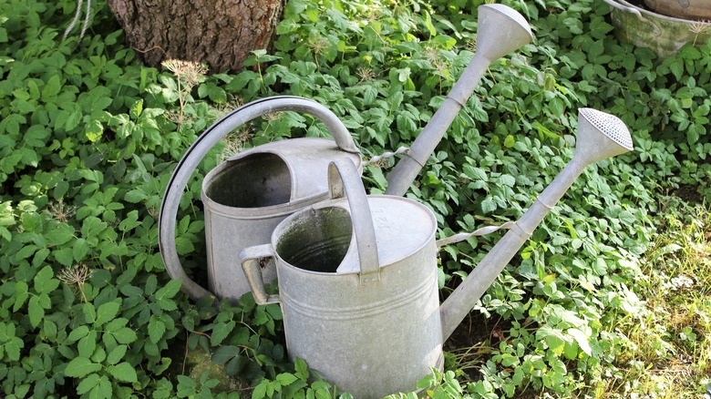 metal watering cans in grass