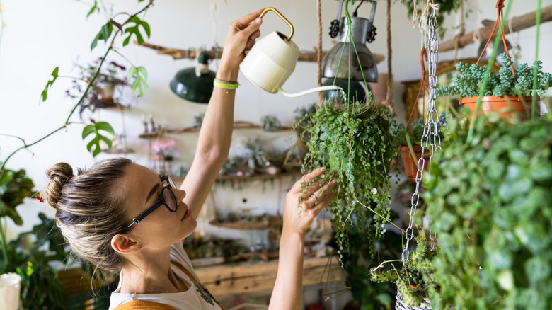 girl watering high indoor plants