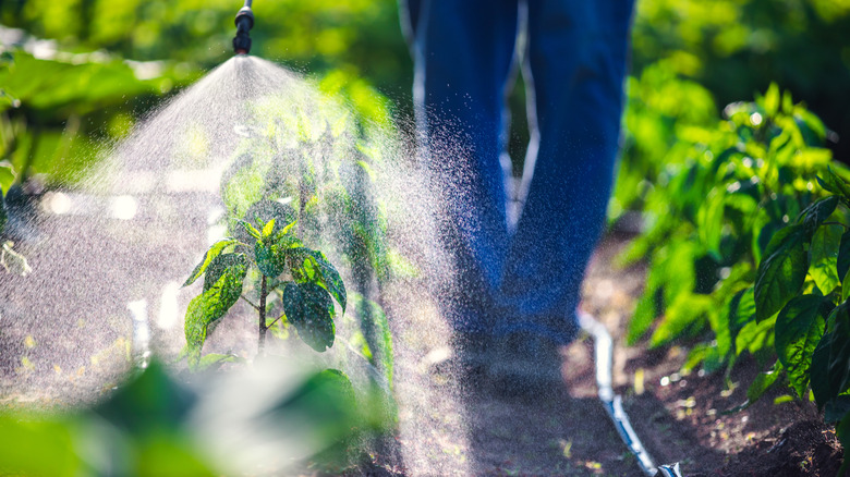 person spraying garden plants