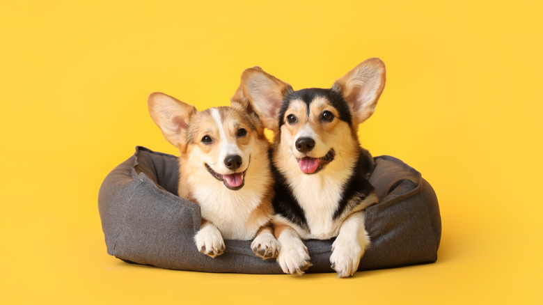 dogs in pet bed