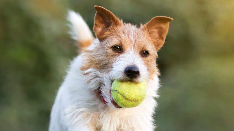 dog running with tennis ball