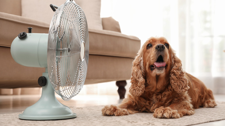 dog cooling off by fan