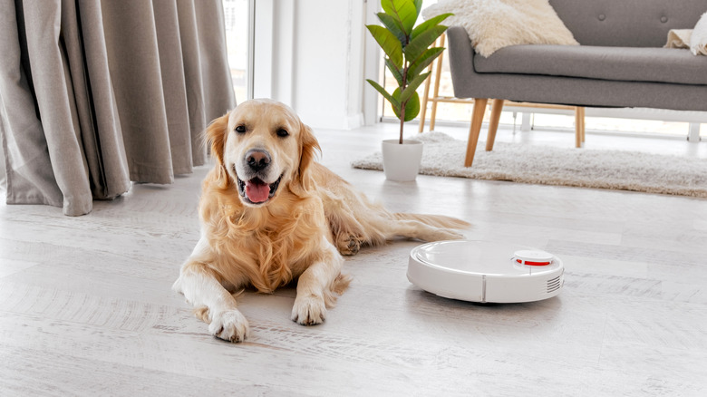 Dog lying next to robot vacuum