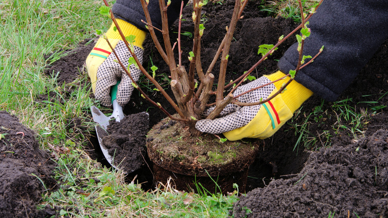 Person planting bush