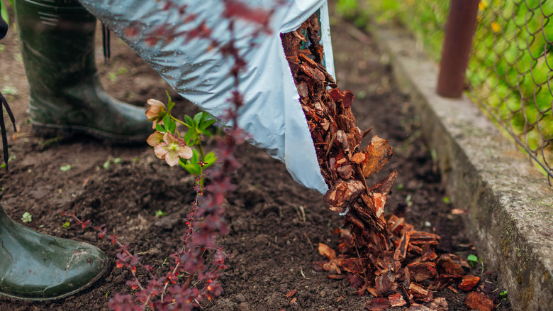 Person pouring mulch in garden bed.