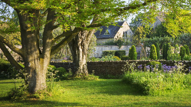 trees on lawn